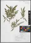 Foto von Salix sitchensis var. angustifolia Bebb